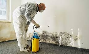 Millen, GA Mold Removal & Remediation Company